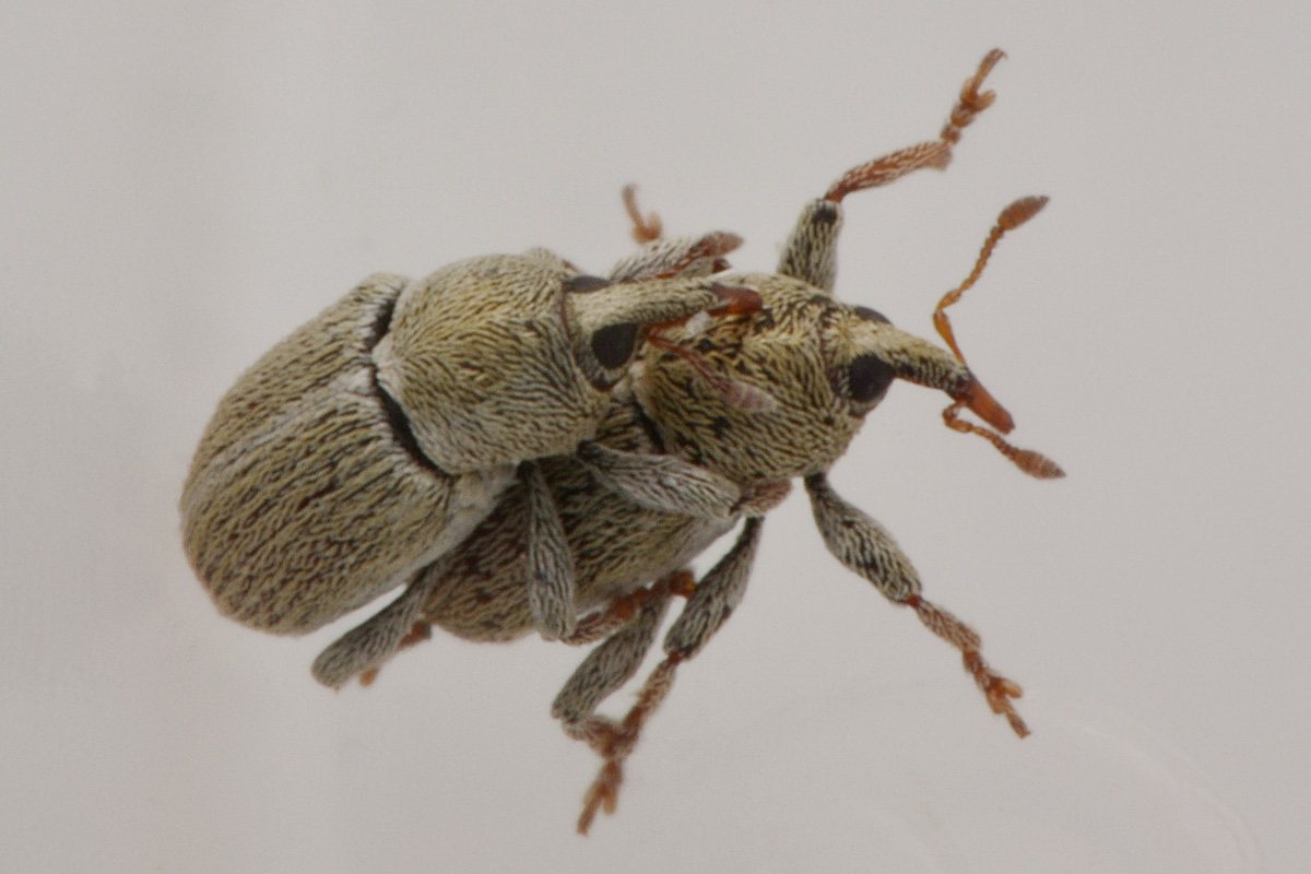 Curculionidae: Tychius meliloti anche loro? Molto probabimente sì